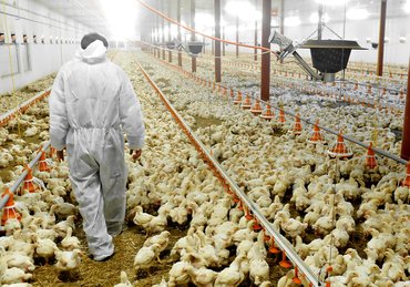 A person in protective gear walking through a poultry farming operation among chickens.